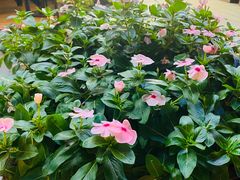 -gaga(深圳南山益田假日广场店)