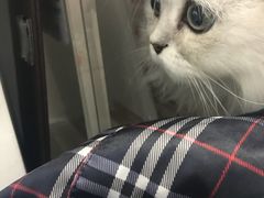 -伟伟宠物医院·CT影像中心·瑞派犬猫综合性门诊(汉口总院)