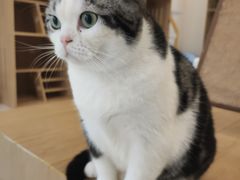 -猫域·湾主题猫咖·宠物吧(南坪城市广场店)
