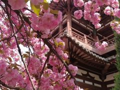 -西安青龙寺遗址景区