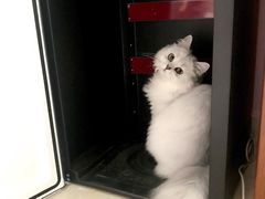 -猫大福·Fortune Cat猫舍(百子湾店)
