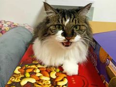 -纳吉亚猫专科动物医院博雅分院