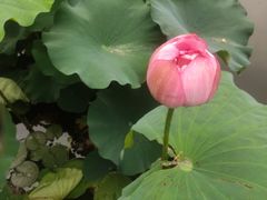 -陈家山荷花公园
