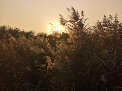 -西青郊野公园