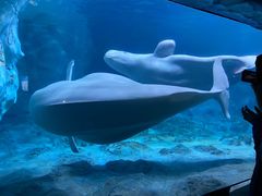 -珠海长隆海洋王国