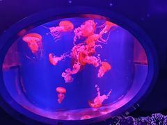 -海合安青岛极地海洋公园