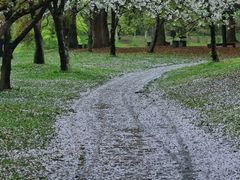 -上海共青森林公园