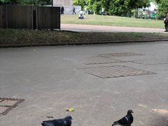 -海德公园