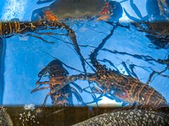 -金翠皇宫粤菜·点心·海鲜(科技园店)