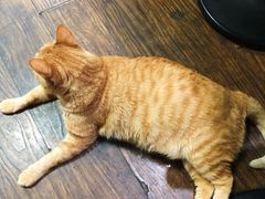 -盛天毛血旺非遗美食(观音桥店)