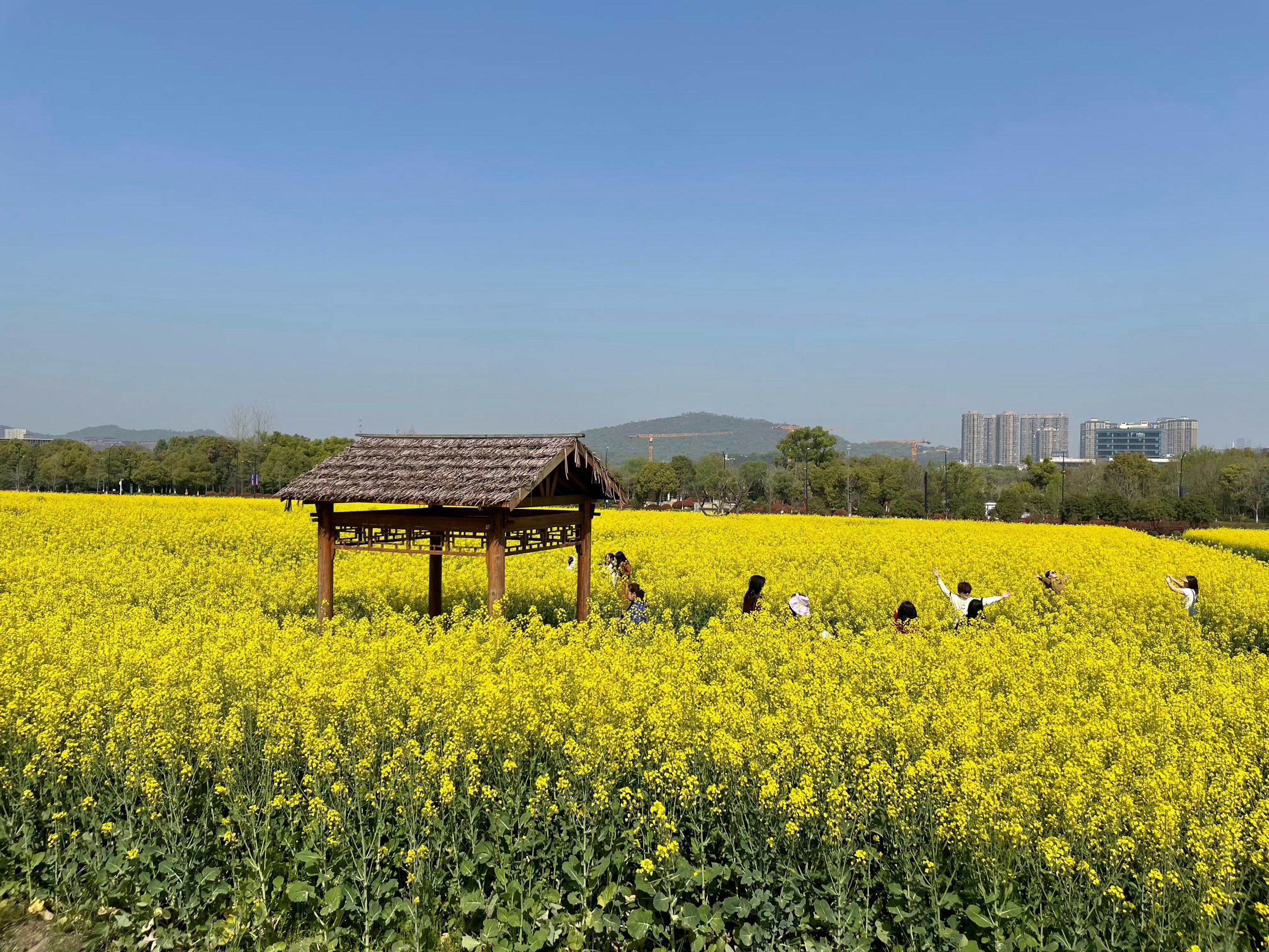 象山油菜花基地图片