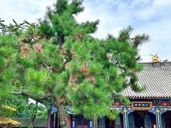 -护国法轮寺