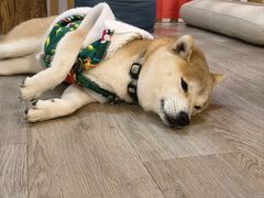 -柴迷FANS CLUB·柴犬狗咖·猫咖