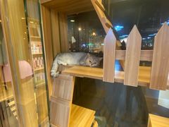 -猫十亿·布偶金渐层·曼基康矮脚猫舍(青年路店)