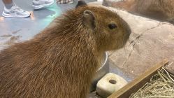 -Zoolung Zoolung动物主题公园(海信广场店)