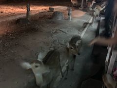 -清迈夜间动物园