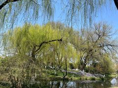 -柳浪闻莺公园