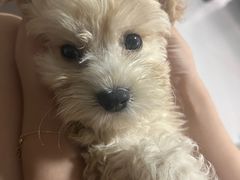 -翊宠yipet猫狗购宠庄园犬舍•猫舍