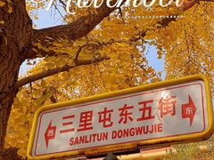 -三里屯东五街银杏大道