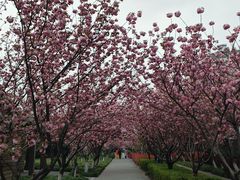 -高东镇樱花园