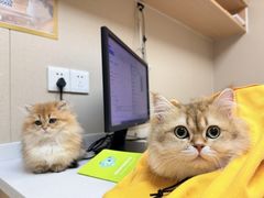 -瑞派宠物医院·犬猫全科·猫友好(宾水西道店)