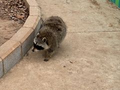 -石家庄市动物园