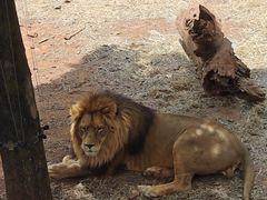 -昆明动物园