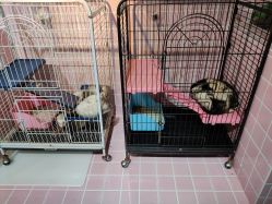 -Moni星球萌宠·小马宝莉·灵蛇·高端高阶全萌宠互动体验俱乐部(红豆国际广场店)
