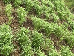 -呼吸森林·生态农庄农家乐私房菜