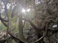-灵隐飞来峰景区