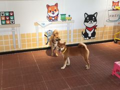 -柴犬高等学院·狗咖·柴犬售卖·宠物训练