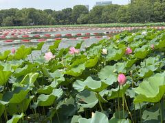 -金鸡湖桃花岛