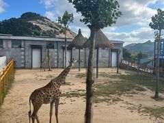 -西霞口神雕山野生动物世界