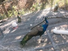 -福建鲤鱼洲酒店