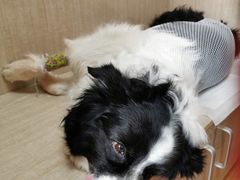 -北京观赏动物医院·24小时大型综合·猫专科·异宠专科