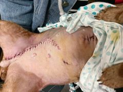 -宠爱国际动物医院· 猫科· 外科·中兽医(长白店)