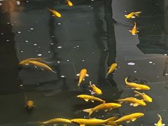 -觀芷隐轩