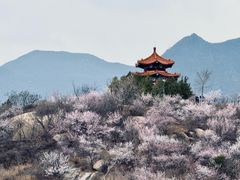 -白水寺森林公园