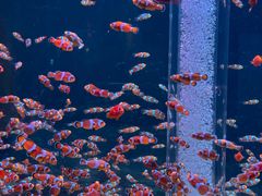 -海合安成都极地海洋公园