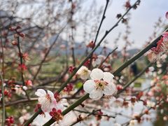 -中国茶叶博物馆(双峰馆区)