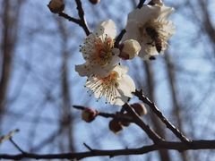 -洛阳市隋唐城遗址植物园