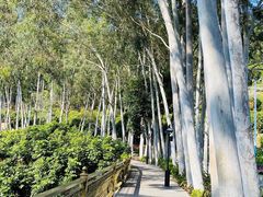 -雁南飞茶田景区