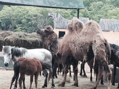 -哈尔滨北方森林动物园