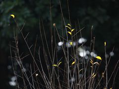 -南国桃园旅游度假区