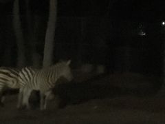 -清迈夜间动物园