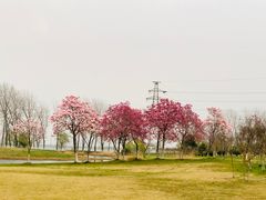 -漕湖湿地公园