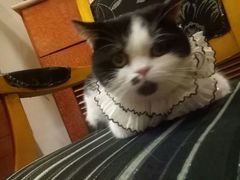 -万小咖.猫咖(中山路天虹店)