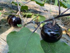 -庞各庄翠芳园西瓜蔬菜基地采摘园