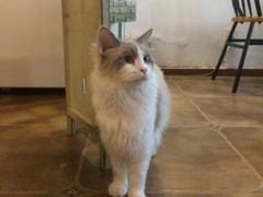 -共舞时光猫咖·狗咖(新街口店)