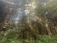 -武陵山森林公园